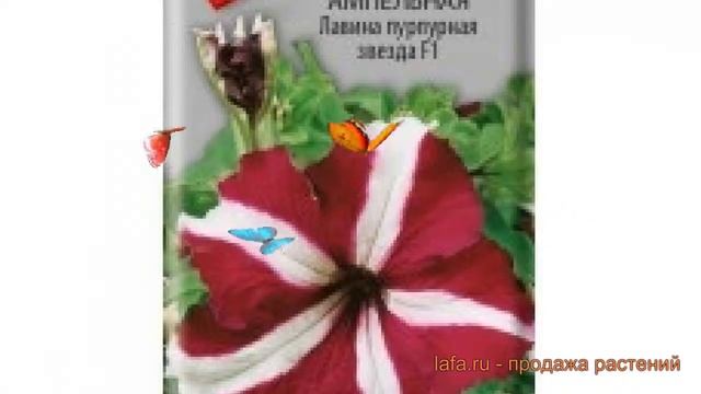 Петуния ампельная Лавина пурпурная звезда F1 ? обзор: как сажать, семена петунии