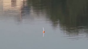 Ловля толстолоба на технопланктон фитопланктон  Мастер класс Толстолобик-Лабс