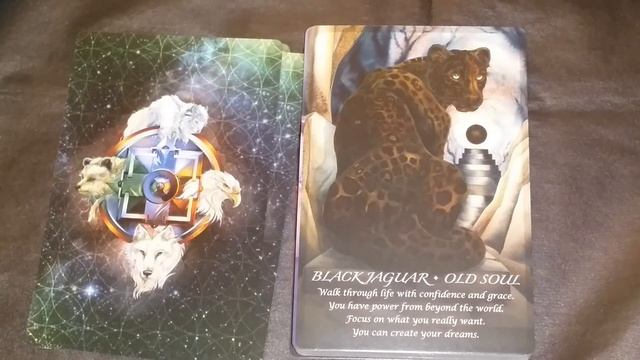 Tarot Review Spirit of the Animals Oracle Part 1 смотреть онлайн