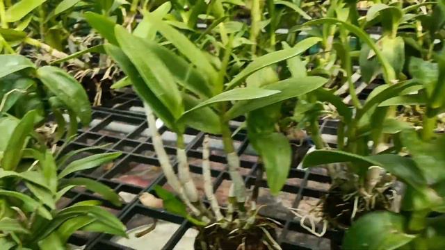 New Orchid Combo Offer!!dendrobium Seedlings /cattleya /foxtails Seedlings (SK Orchids)