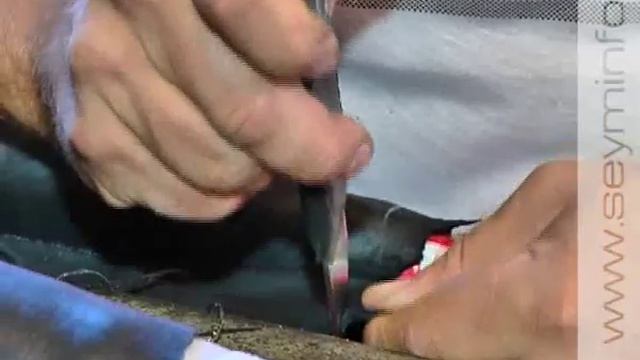 Курская мастерица шьет упряжь для лошадей смотреть онлайн