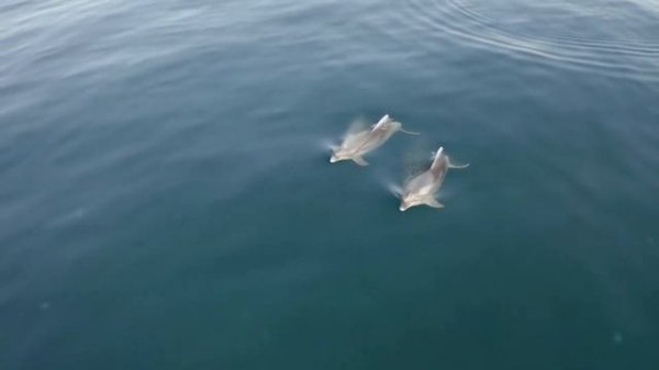 Deep Concentration video for Work, Study and Relaxation | A Dolphin video