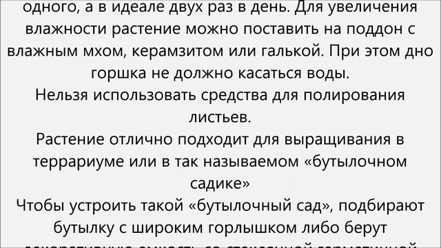 Фиттония уход смотреть онлайн