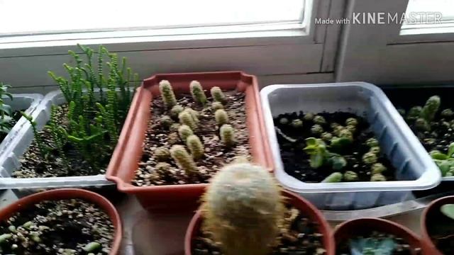 Комнатные цветы. Новинка. смотреть онлайн