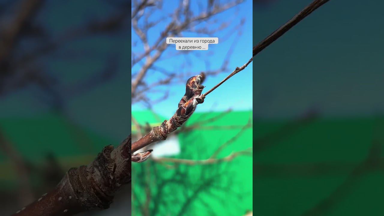 Когда живешь в деревне ☺️ смотреть онлайн