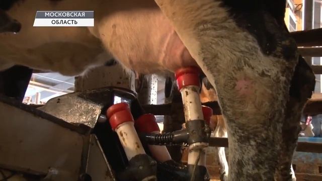 П.Н. Грудинин - Как живут Коровы в Совхозе имени Ленина смотреть онлайн