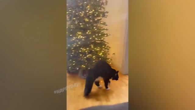 СМЕШНЫЕ КОШКИ 2022 И ДРУГИЕ ЖИВОТНЫЕ 10 МИНУТ СМЕХА кто засмется или удыбнется лайк приколы 2022 смотреть онлайн