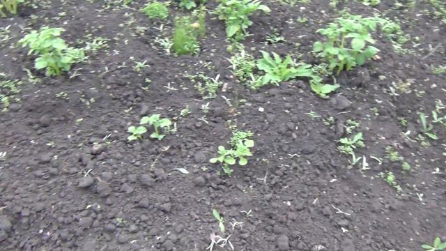 Картошка окучиваем 23 июня взошла садили картофель 6 июня взошла картошка 14 июня 1 смотреть онлайн