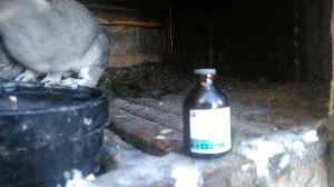 Ивермек средство от ушного клеща, блох у кроликов.