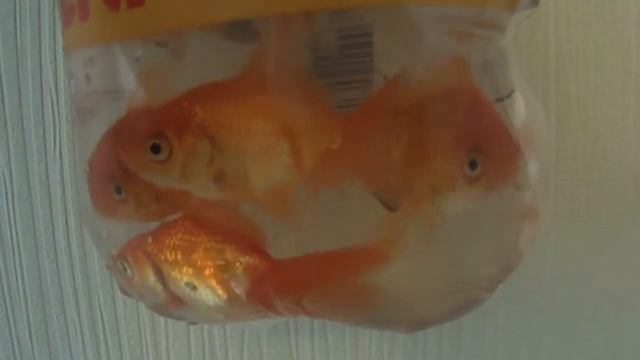 АКВАРИУМНЫЕ ЗОЛОТЫЕ РЫБКИ (ДОСТАВКА ПО КИЕВУ: +380631394858) смотреть онлайн