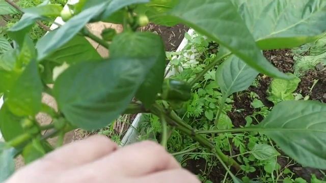 Высадила баклажаны, огурцы, тыквы, кабачки. смотреть онлайн