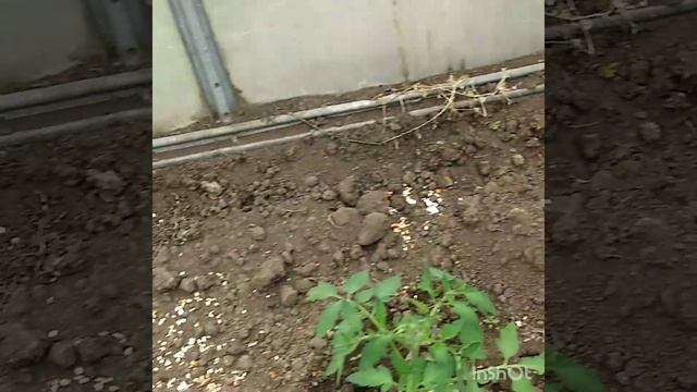 Как отпугнуть кошку с участка. смотреть онлайн