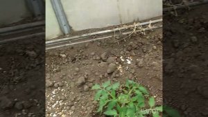 Как отпугнуть кошку с участка.