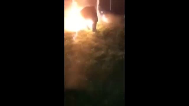Свинообразный хрюн.В воду кидай. смотреть онлайн