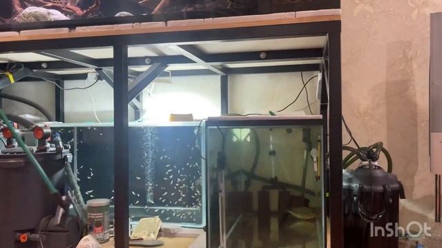 Поездка за аквариумом и подводные камни фильтрации для двух аквариумов по 200 литров смотреть онлайн