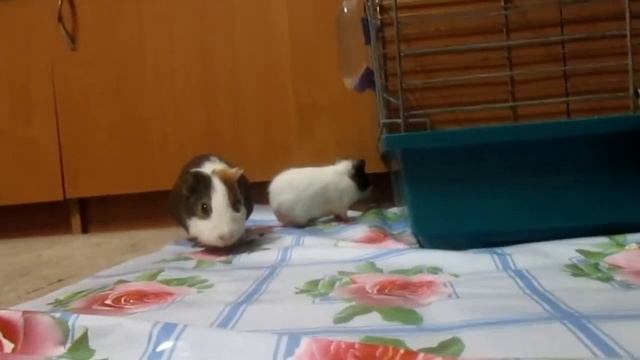 Морские свинки обед, прогулка , ужин животные грызуны смотреть онлайн