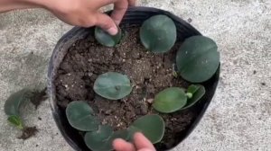 ПЕПЕРОМИЯ Как Укоренить листья /простой способ