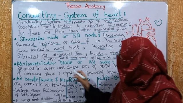Conducting system of heart | SA node | AV node | Bundle of HIS |Bundle branche| purkinje Fibres смотреть онлайн