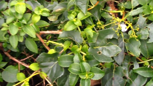 Гортензия черешковая и бузина чёрная на северо-западе.... смотреть онлайн