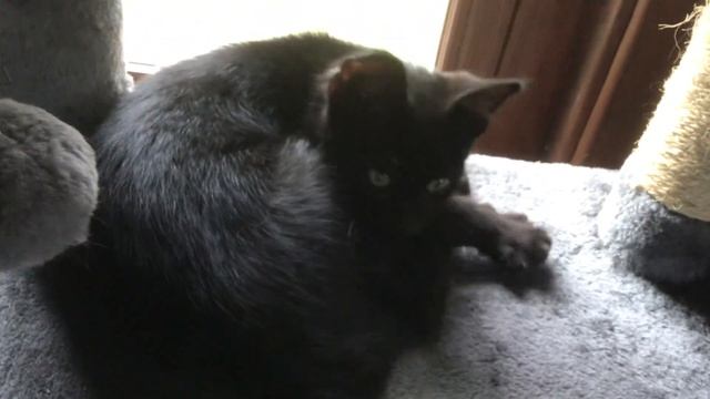 Happy Kitten Purrs смотреть онлайн