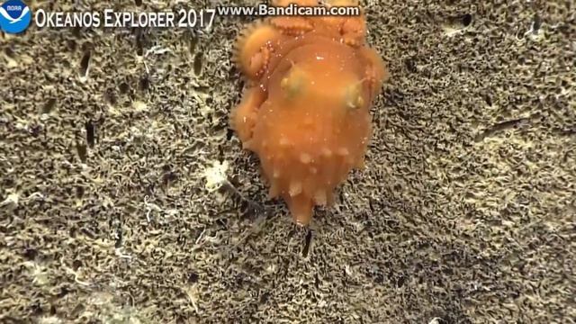 Okeanos dive 4 Johnston Atoll around 500-550 meters смотреть онлайн