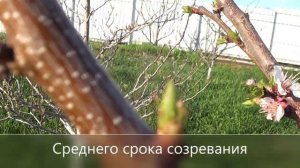 Итоги цветения абрикосов  Что влияет на плодовые почки