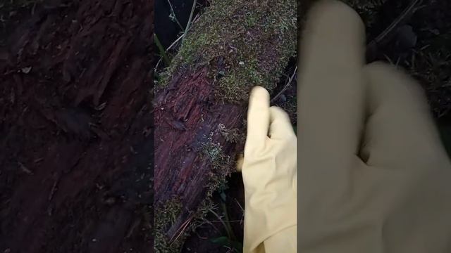 13.07.2019 как разлагается бревно смотреть онлайн