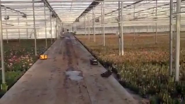 Geranium Pelargonium Zonale En Peltatum 10,5 Cm Mts Sikkes