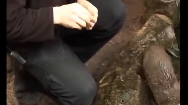 Otter Diary: 11/09/09 Behind the scenes with Mia and Smudge at Lakes Aquarium Cumbria Pt 2 смотреть онлайн