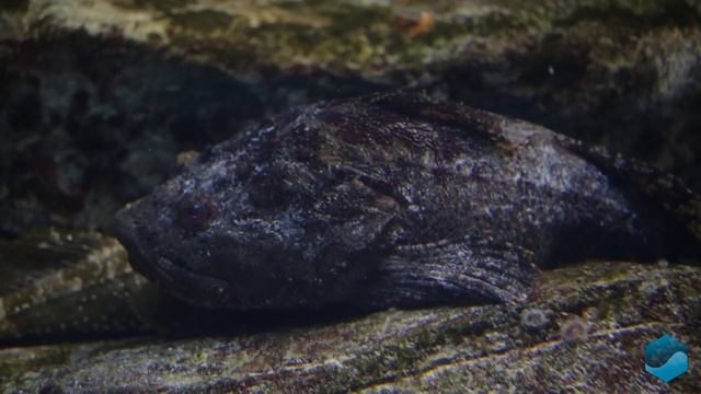 Японское море – Энциклопедия Мирового океана смотреть онлайн