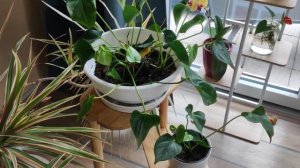 Как долго Антуриум наращивает корни в воде? Когда ждать цветов после посадки?