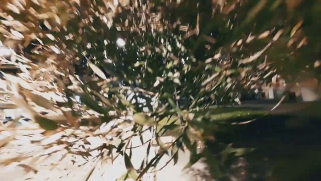 VID 20231009 231141 Отшельник, ты тернистою и трудной...(Антонио Феррейра) Павел Васильев Лахтински смотреть онлайн