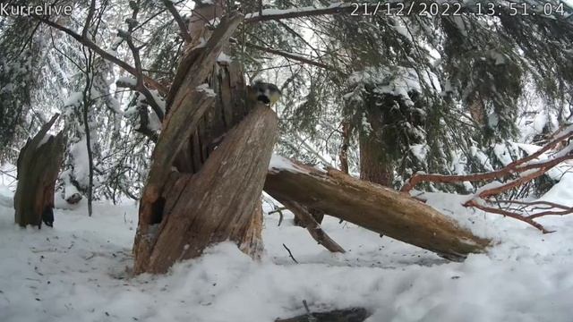 Синичка хотела заглянуть в камеру#Финляндия