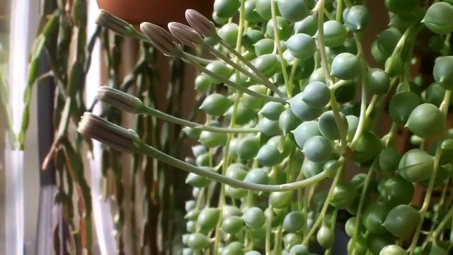 String of Pearls plant 'Senecio Rowleyanus' from buds to blooms April-May 2015 смотреть онлайн
