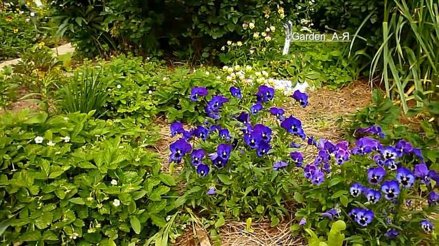 Beautiful Organic Garden. Жизнь с природой. смотреть онлайн