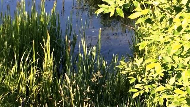 Водяной зверь смотреть онлайн