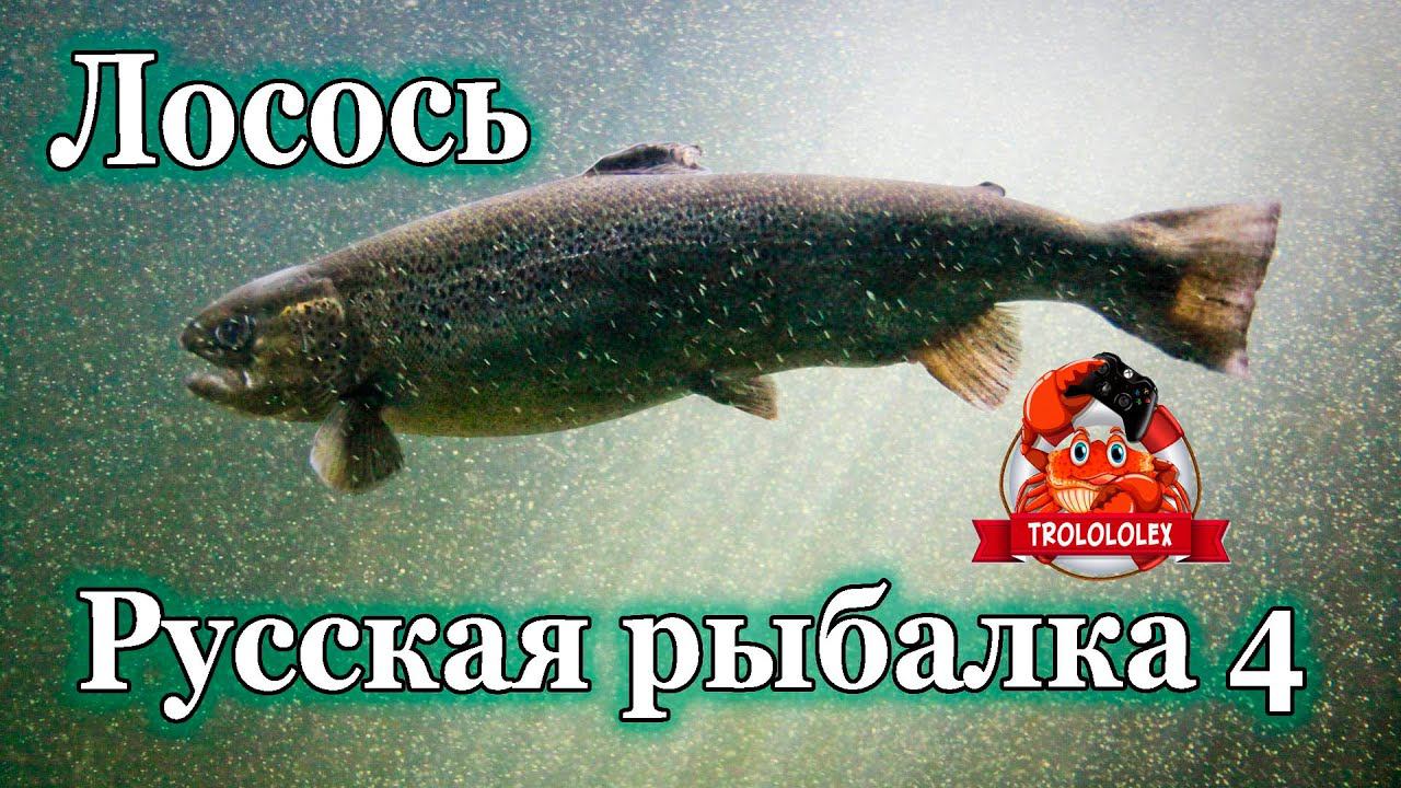 Русская рыбалка 4. Лосось на Ладожском архипелаге смотреть онлайн