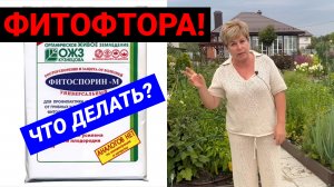 Срочно! Фитофтора угрожает нашим урожаям!