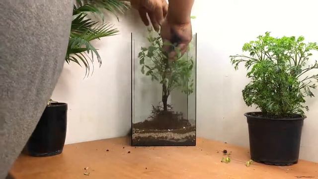 Easy to make bonsai terrarium - Heavenly bamboo bonsai смотреть онлайн