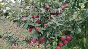 яблоня Ред Чиф