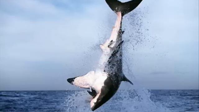 World Record HUGE Sharks смотреть онлайн