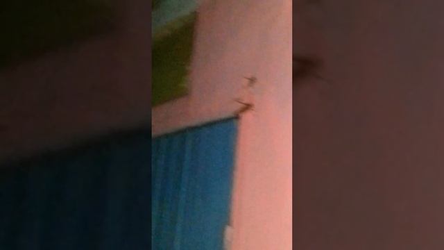 Нападение саранчи. Набрань. смотреть онлайн