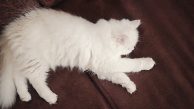 Шотландская вислоухая кошка ➠ Узнайте все о породе кошек смотреть онлайн