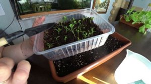 Как пикировать сельдерей?