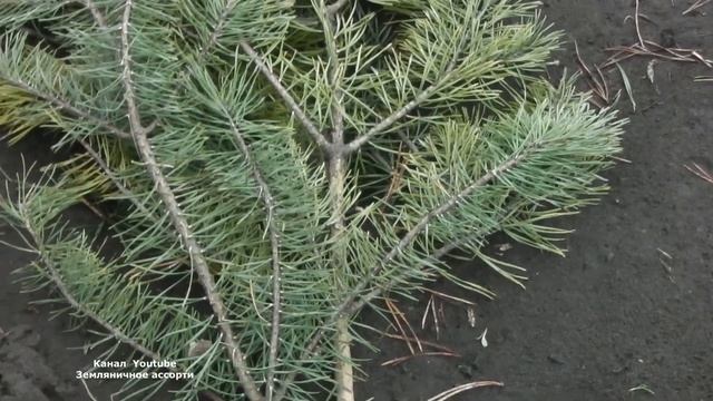 ЗЕМЛЯНИКА ПОСЛЕ ЗИМЫ , ВИДЕООБЗОР КЛУБНИКИ РАННЕЙ ВЕСНОЙ смотреть онлайн