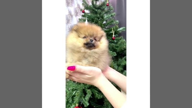 Шпиц пом 2 мес Ариша
