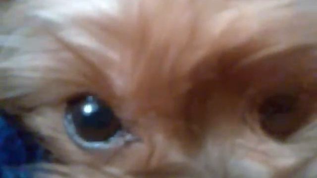 Йоркширский терьер Дафна 27 октября 2012