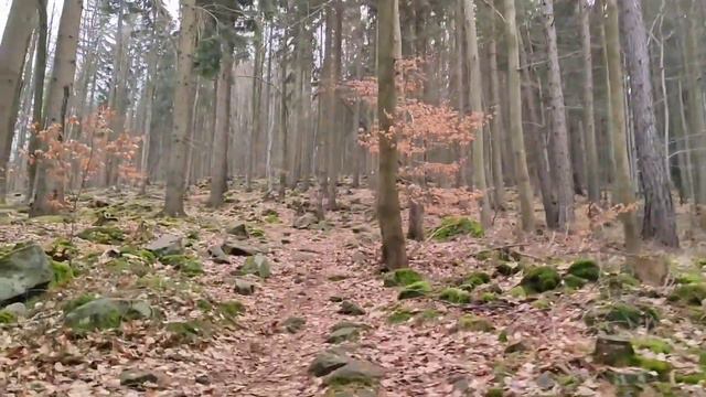 Polanica Zdrój. Wyprawa na Górę Wolarz смотреть онлайн