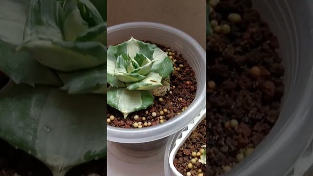 Agave Ohi Raijin from The Plantuarium смотреть онлайн