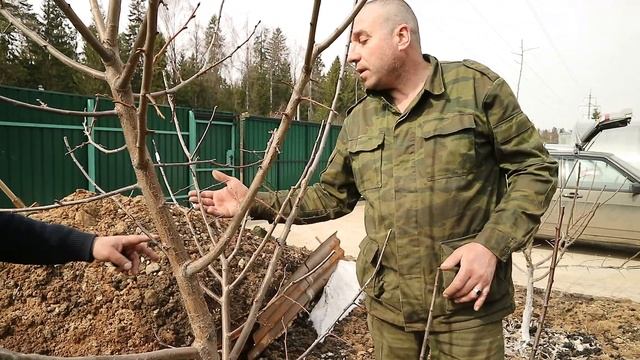 Укладка плитки в теплицу, советы по обрезке плодово ягодных деревьев смотреть онлайн